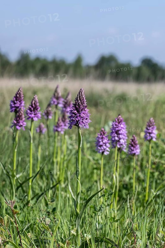 Southern marsh orchid (Dactylorhiza praetermissa), Emsland, Lower Saxony, Germany