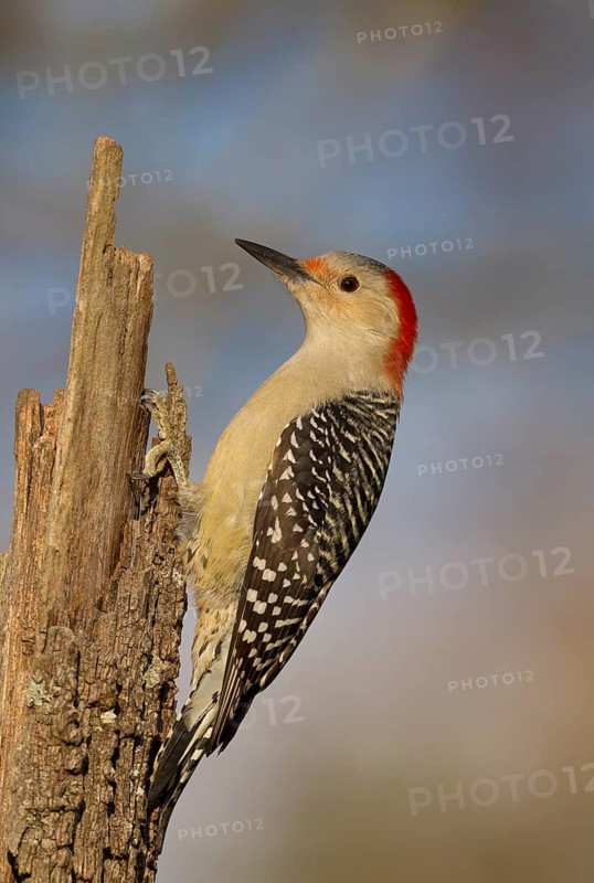 Red-bellied Woodpecker (Melanerpes carolinus) female, Ohio, USA