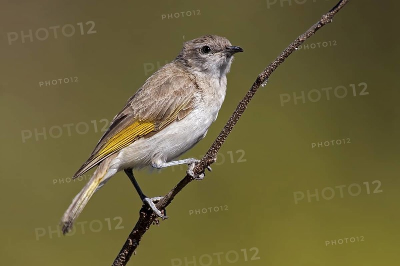 Rufous-throated Honeyeater (Conopophila rufogularis) juvenile, Western Australia, Australia
