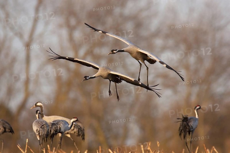 Common Crane (Grus grus) flying, Mecklenburg-Western Pomerania, Germany