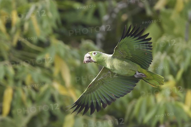 Southern Mealy Amazon (Amazona farinosa) flying, Ecuador