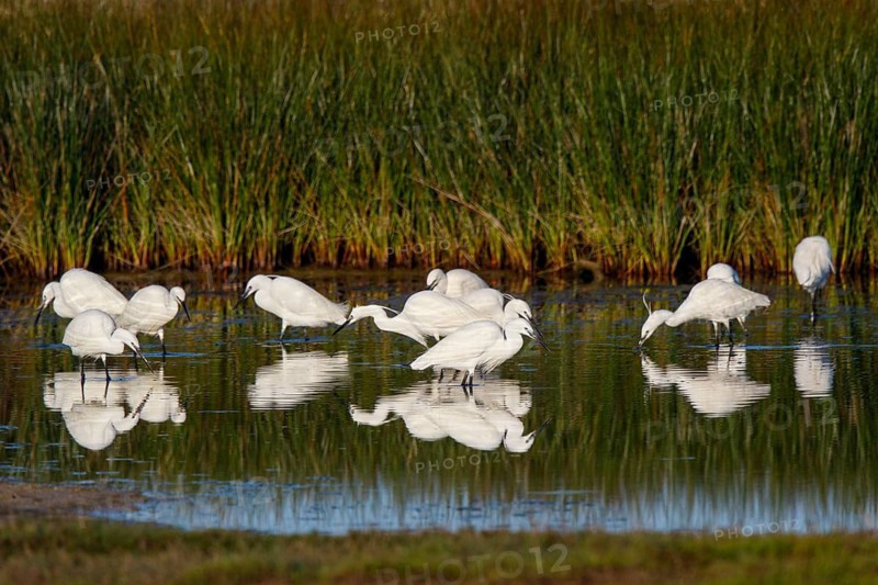 Little Egret (Egretta garzetta), Greece