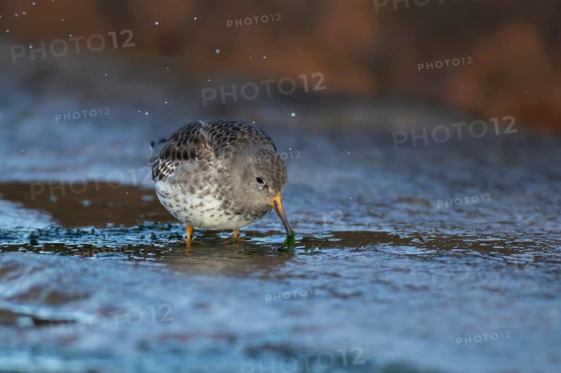 Purple sandpiper (Calidris maritima) adult wading bird in winter plumage on seaside harbour wall, Suffolk, England, United Kingdom