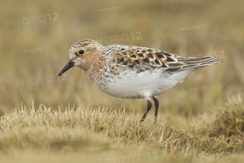 Red-necked Stint (Calidris ruficollis), Alaska, USA