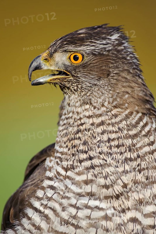 Northern Goshawk (Accipiter gentilis), Lower Saxony, Germany