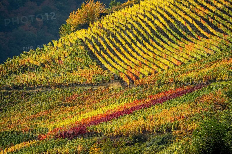 Vineyards in autumn in the central Ahr valley, near Mayschoß, Rhineland-Palatinate