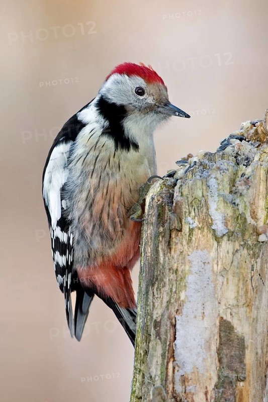 Middle Spotted Woodpecker (Dendrocoptes medius), Saxony-Anhalt, Germany