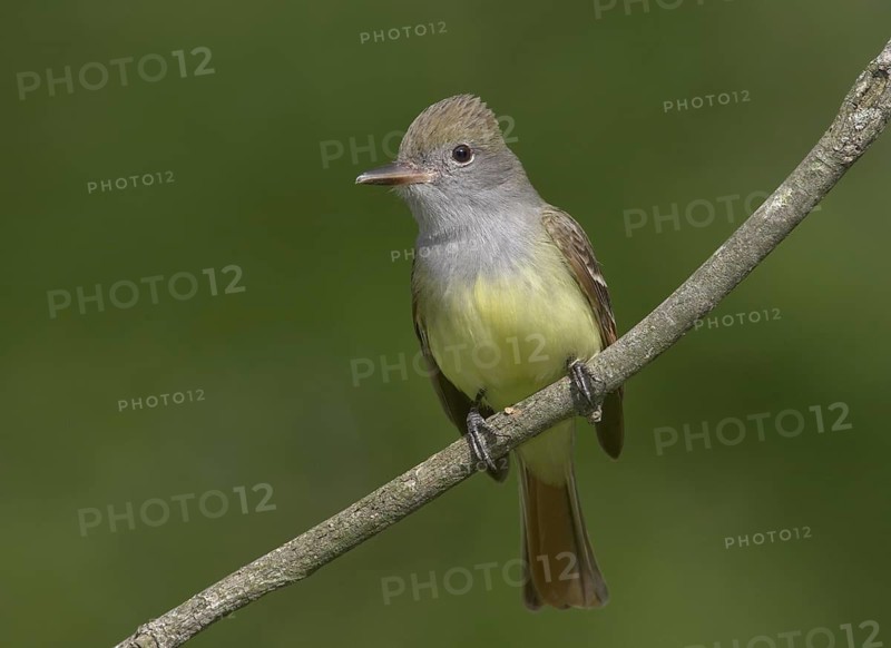 Great Crested Flycatcher (Myiarchus crinitus), Ohio, USA