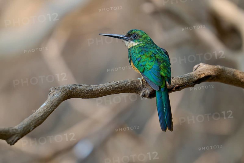 Green bird sitting on branch surrounded by natural environment, Rufous-tailed jacamar (Galbula ruficauda), Pantanal, Mato Grosso, Brazil