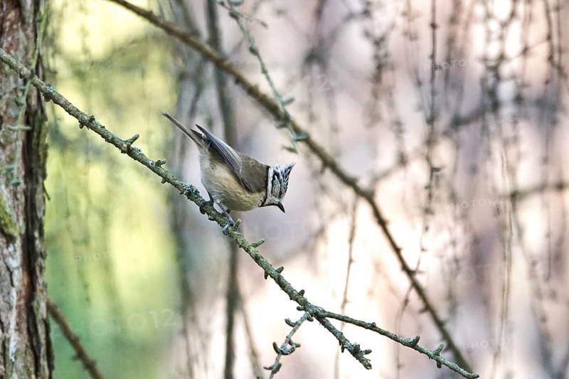 Crested Tit (Parus cristatus), winter, Germany