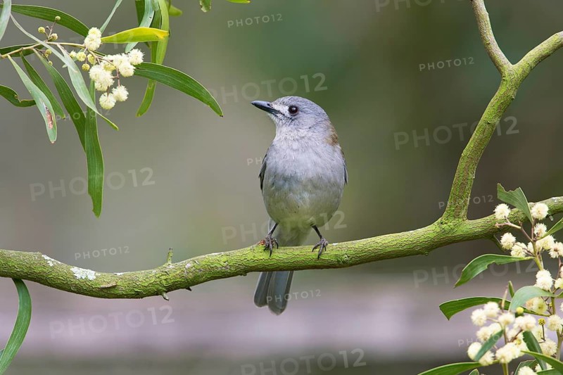 Grey Shrikethrush (Colluricincla harmonica), Victoria, Australia