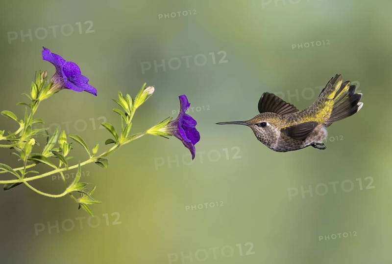 Anna's Hummingbird Female (Calypte anna) - Victoria BC, Canada