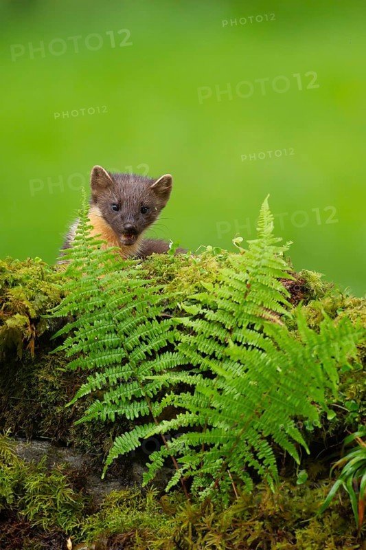 European pine marten (Martes martes) adult animal on a moss covered tree stump, Scotland, United Kingdom