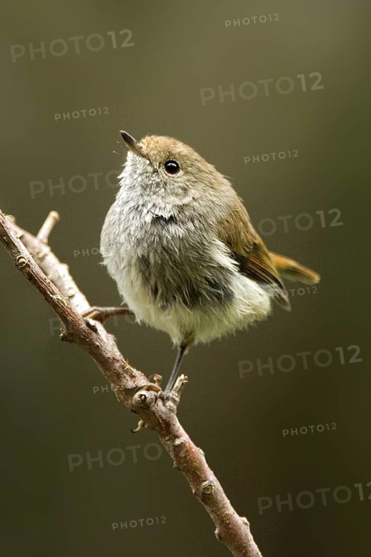 Tasmanian Thornbill (Acanthiza ewingii), Tasmania, Australia