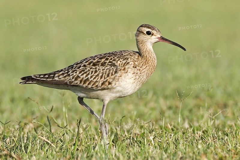 Little Curlew (Numenius minutus), Western Australia, Australia