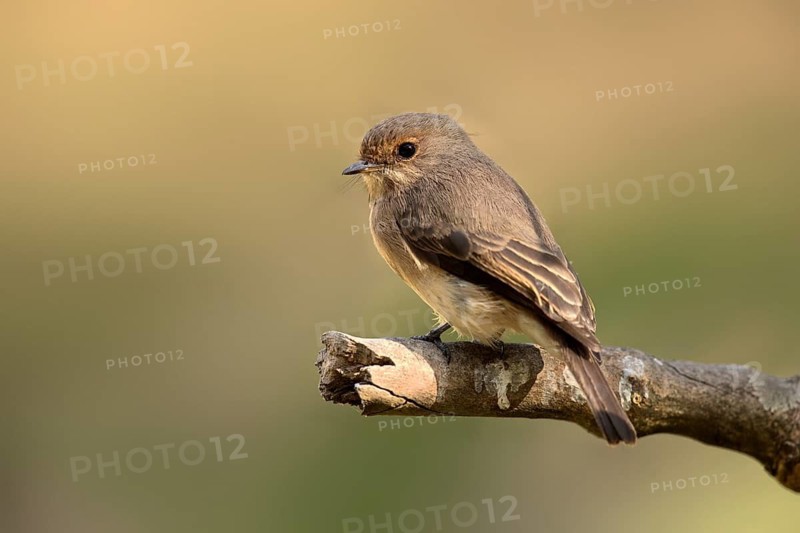African Dusky Flycatcher (Muscicapa adusta) perched on a branch, Oromia, Ethiopia