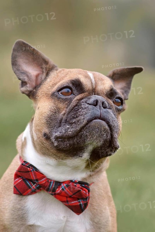 Fawn French Bulldog dog with red bow tie in front of blurry green nature background