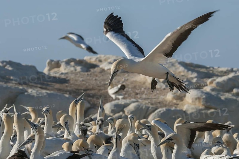 Cape Gannet (Morus capensis), Western Cape, South Africa