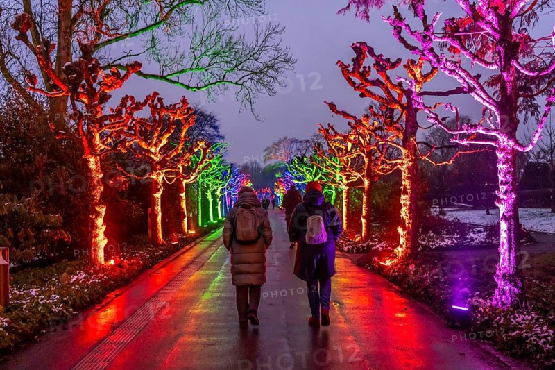 Park lights, events in winter, in the Grugapark in Essen, many different light installations, across the park, attract many thousands of visitors, North Rhine-Westphalia, Germany