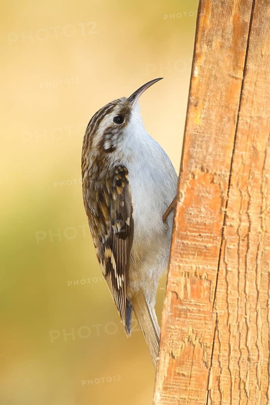 Woodcreeper (Certhia familiaris), sitting on a sawn tree, wildlife, foraging, animals, birds, Siegerland, North Rhine-Westphalia, Germany