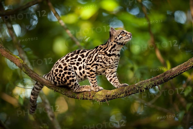 The margay (Leopardus wiedii) is listed as near threatened by the IUCN. I was lucky to capture this image of a young margay on a liana in a rainforest on the outskirts of the Arenal Volcano National Park. This individual's mother was killed by hunters, and the young female was confiscated from the hunters and released back into the wild