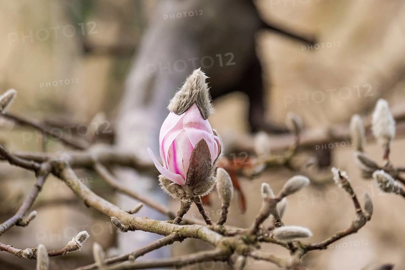 A pink magnolia bud emerges from bare branches, signaling the arrival of spring. The delicate petals contrast with the surrounding muted colors, capturing nature's renewal