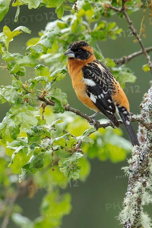 Black-headed Grosbeak (Pheucticus melanocephalus) perched on a branch in Victoria, BC, Canada
