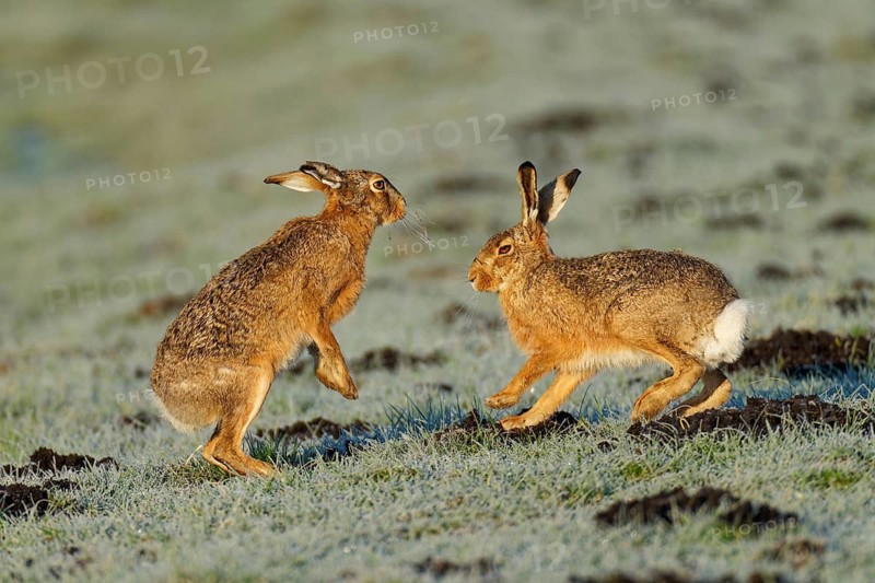 Brown hare (Lepus europaeus) pair on a hoarfrost-covered meadow, Lake Dümmer, Germany
