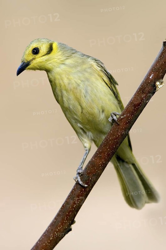 Yellow-tinted Honeyeater (Ptilotula flavescens), Western Australia, Australia
