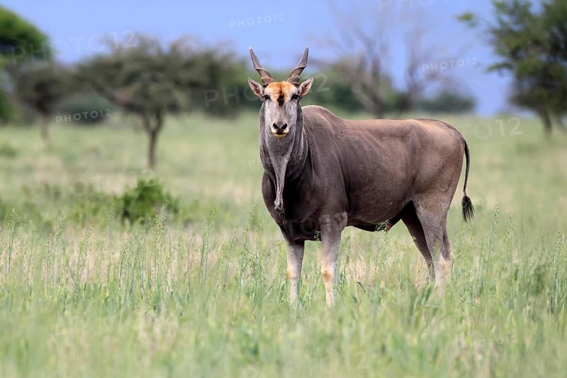 Eland (Taurotragus oryx), adult, alert, foraging, Mokala National Park, Northern Cape, South Africa