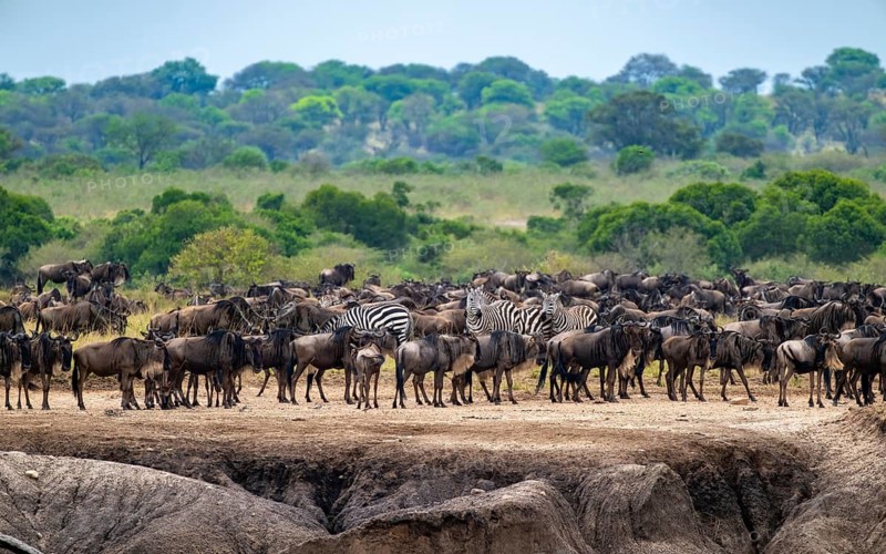 Wildebeest (Connochaetes taurinus), migrating herd of wildebeest at the Mara River, safari vehicle behind, Great Migration, Serengeti National Park, Tanzania