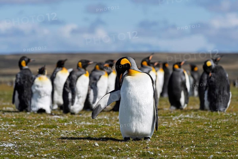 King penguin (Aptenodytes patagonicus), individual grooming in front of colony on grass, Volunteer Point, East Falkland, Falkland Islands