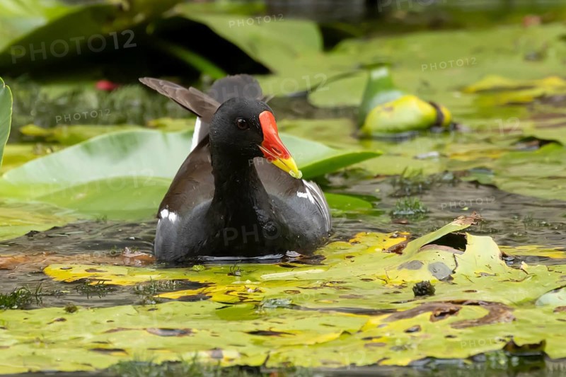 Moorhen (Gallinula chloropus) adult bird amongst water lilies on a pond in summer, England, United Kingdom