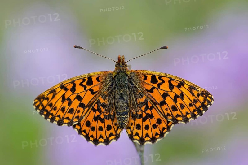 Lean grassland fritillary butterfly, (Boloria dia), animals, insects, butterfly, butterfly family, Lobau, Vienna, Lower Austria, Austria