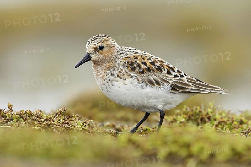 Red-necked Stint (Calidris ruficollis), Alaska, USA