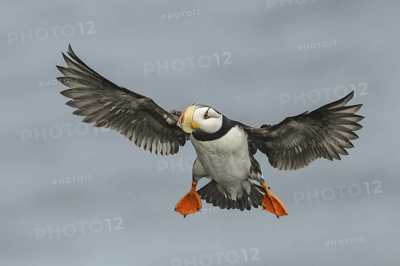 Horned Puffin (Fratercula corniculata) flying, Alaska, USA