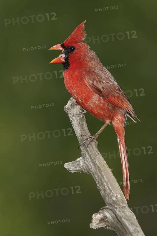 Northern Cardinal (Cardinalis cardinalis), Texas, USA