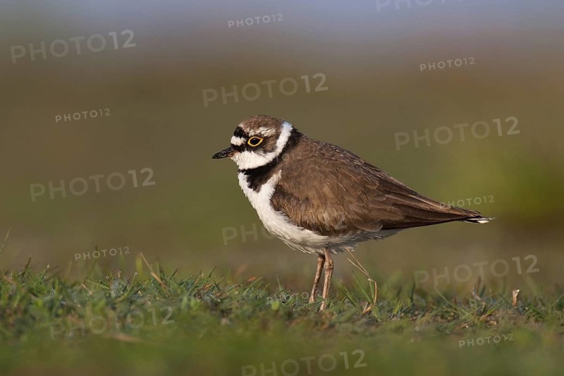 Little Ringed Plover (Charadrius dubius), Lake Neusiedl, Austria