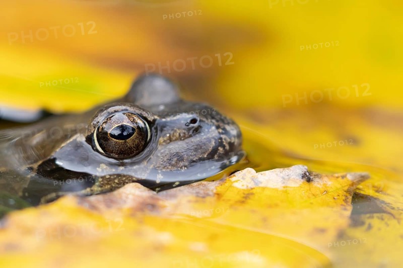 Common frog (Rana temporaria) adult amphibian in a garden pond with fallen autumn leaves on the surface of the water, Suffolk, England, United Kingdom