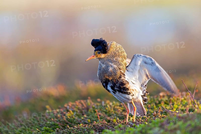 Ruff, (Philomachus pugnax), animals, birds, plumage during mating season, snipe bird, courtship, male, mating behaviour, mating season, Varanger, Finnmark, Norway