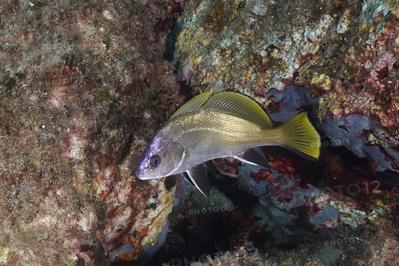 A fish with yellow fins, grey mullet (Sciaena umbra), swimming along a rocky underwater reef, dive site Giens Peninsula, Mediterranean Sea, Porquerolles, Provence, Côte d'Azur, France