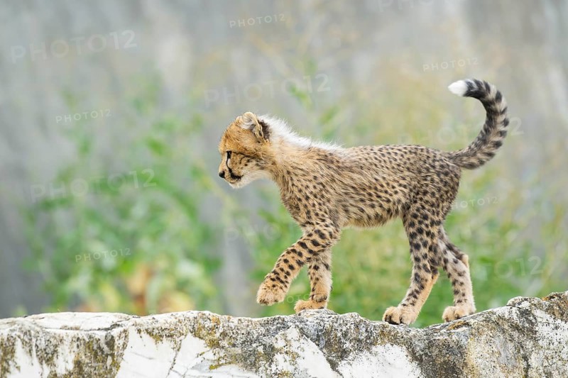 Cheetah (Acinonyx jubatus) youngster walking on a rock, captive, occurrence Africa