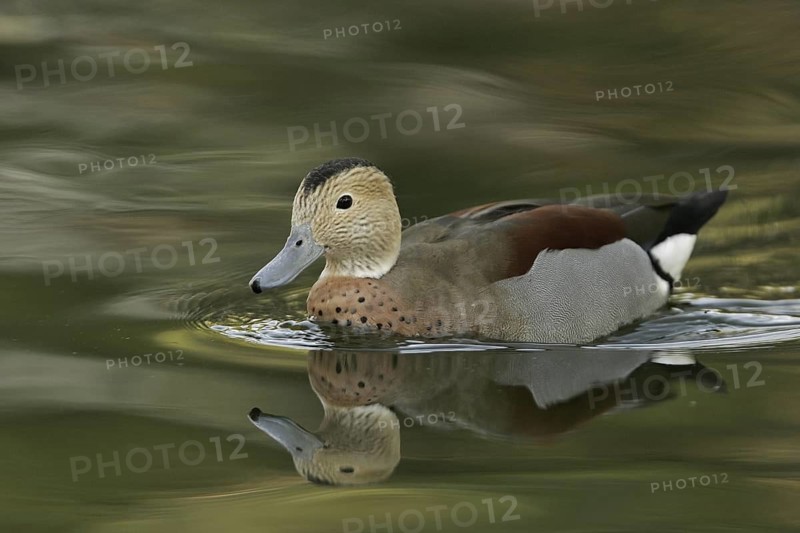 Ringed Teal (Callonetta leucophrys), Arizona, USA