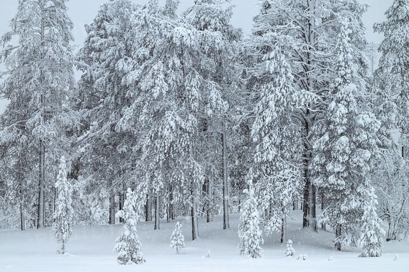 Winter forest during snowfall, Idre Fjäll, Dalarna, Sweden, January 2026