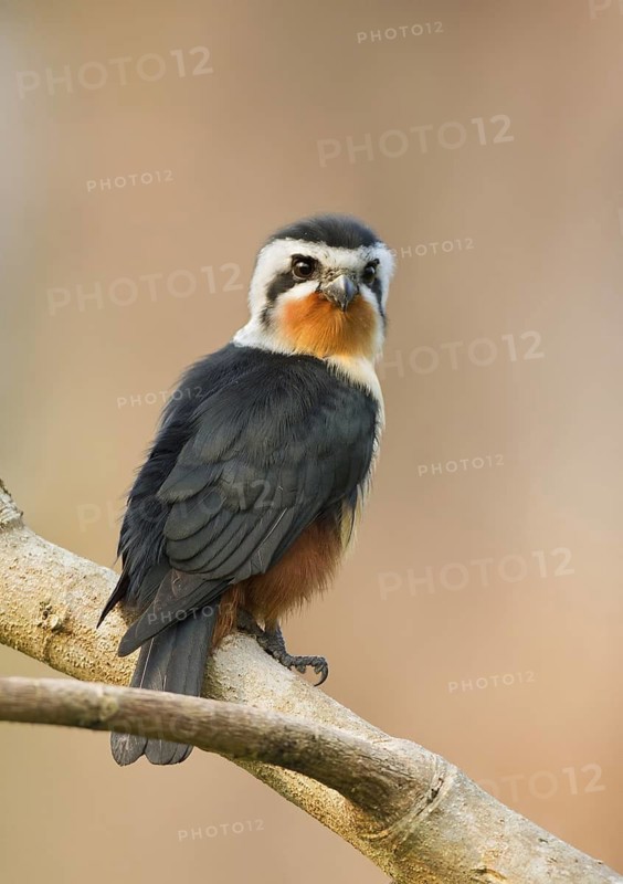 Collared Falconet (Microhierax caerulescens) perched on a branch, West Bengal, India