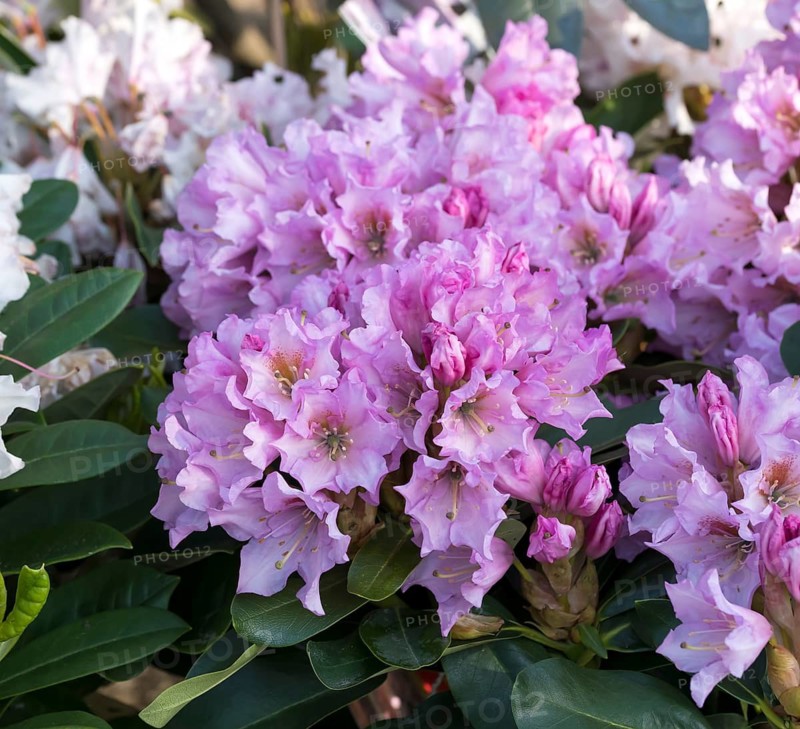 Rhododendron (Rhododendron DUFTHECKE LILA), BS Sämann, Germany