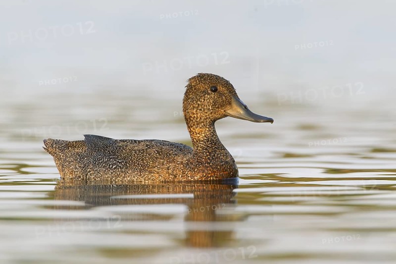 Freckled Duck (Stictonetta naevosa) female, Victoria, Australia