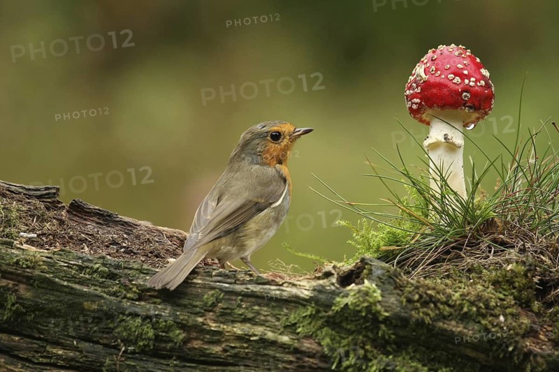 European Robin (Erithacus rubecula), Lower Saxony, Germany
