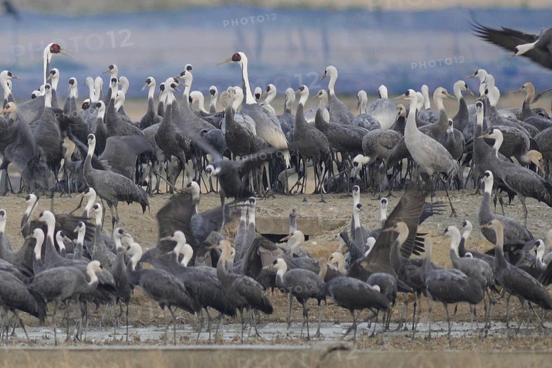Hooded Crane (Grus monacha), Arasaki, Japan