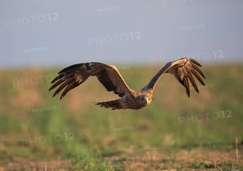 Juvenile Iberian Eagle (Aquila adalberti), Spanish imperial eagle, Extremadura, Castilla La Mancha, Spain